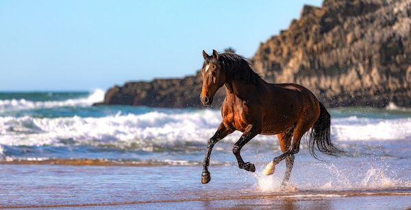 Lusitano Horse at the beach